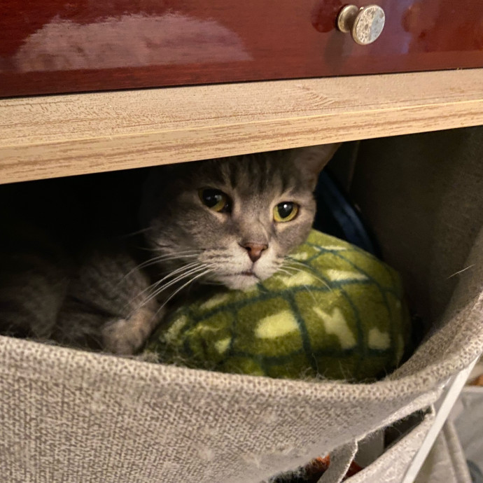 Julie's Purrfessional Cat Care