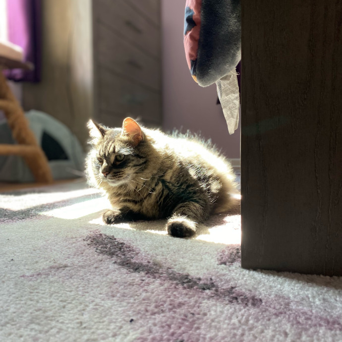 Julie's Purrfessional Cat Care