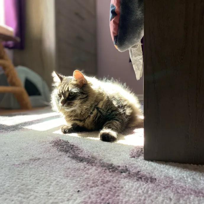 Purrfessional Cat Care - Made To Meet Your Kitty Sitting Needs