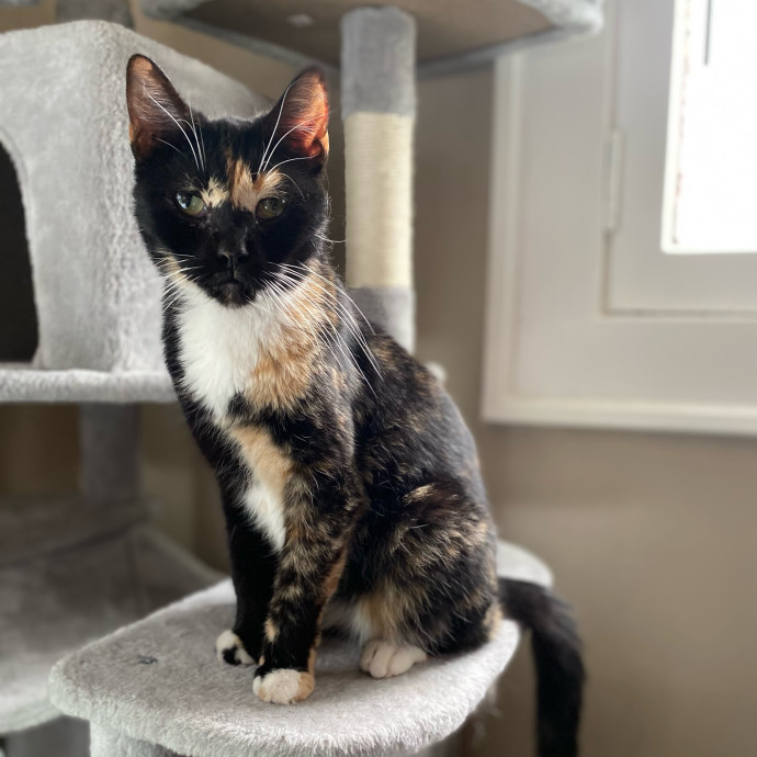 Julie's Purrfessional Cat Care
