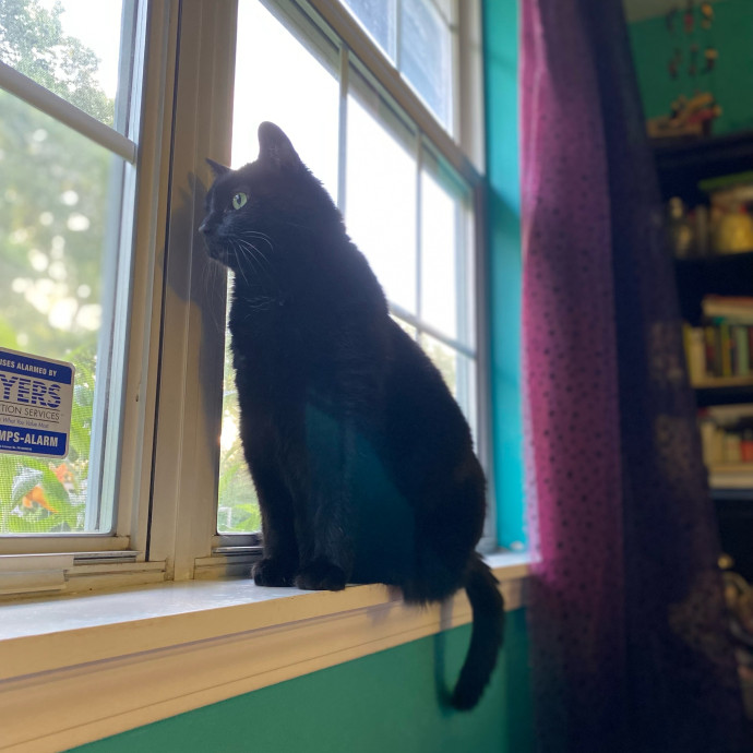 Julie's Purrfessional Cat Care