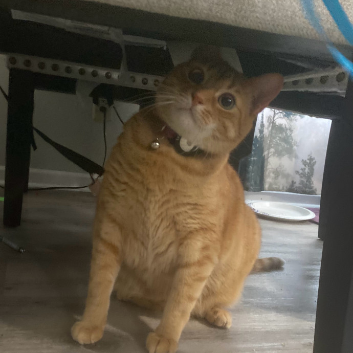 Julie's Purrfessional Cat Care