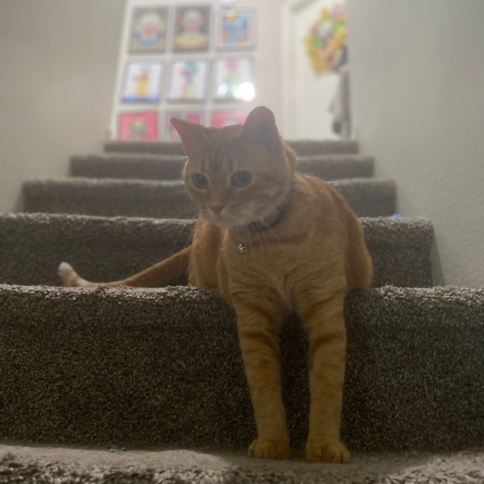 Julie's Purrfessional Cat Care