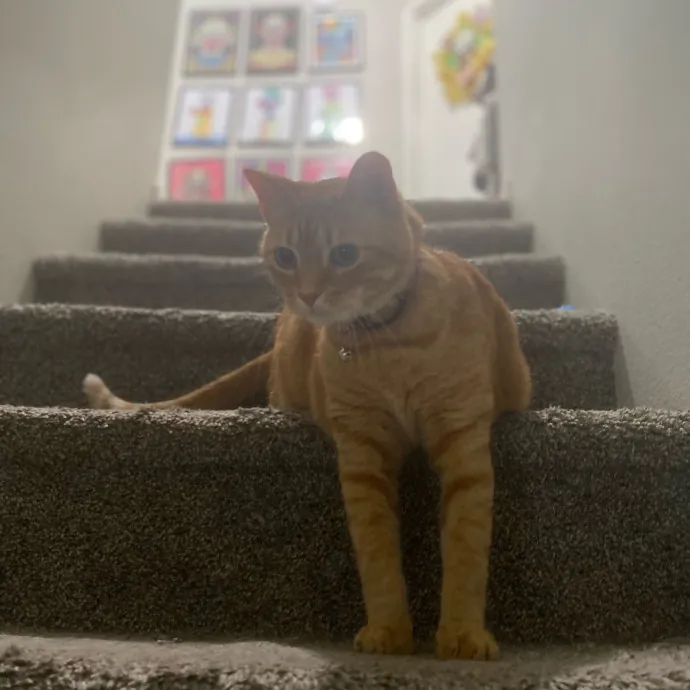 Purrfessional Cat Care - Made To Meet Your Kitty Sitting Needs