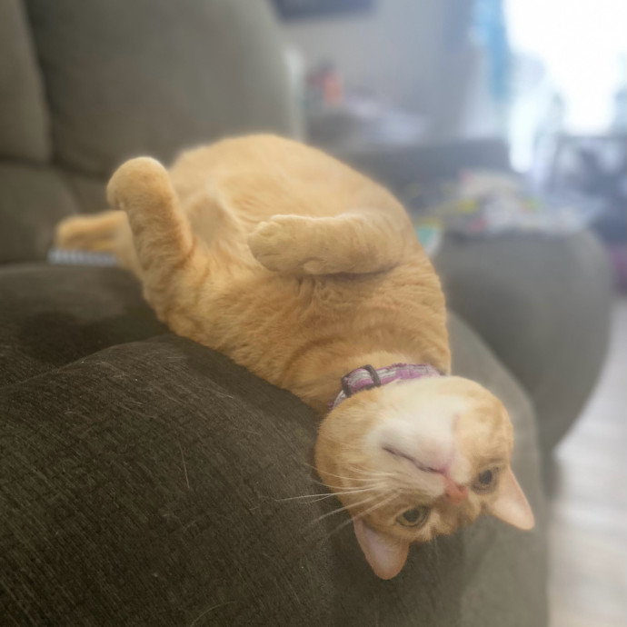 Julie's Purrfessional Cat Care