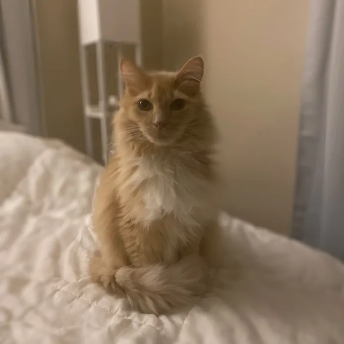 Purrfessional Cat Care - Made To Meet Your Kitty Sitting Needs