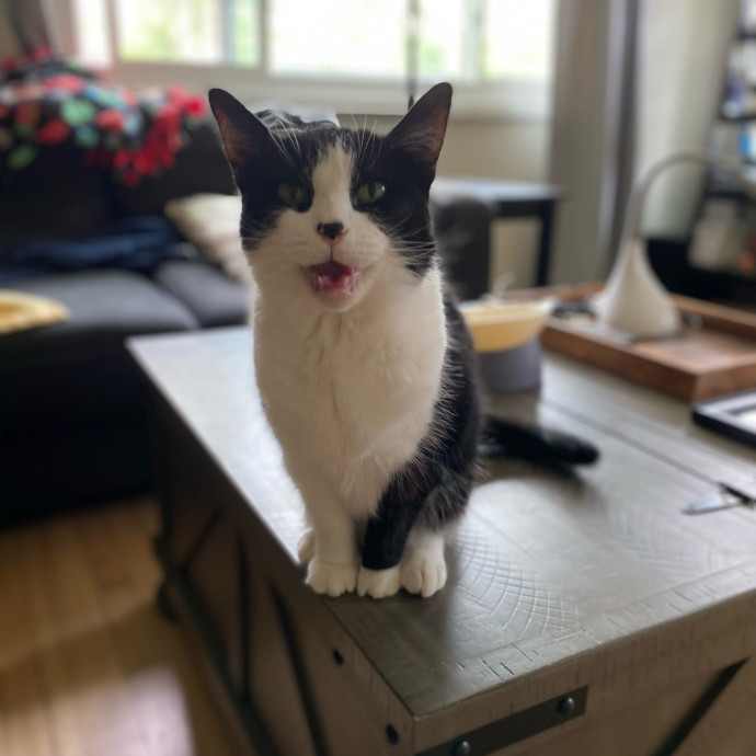 Julie's Purrfessional Cat Care