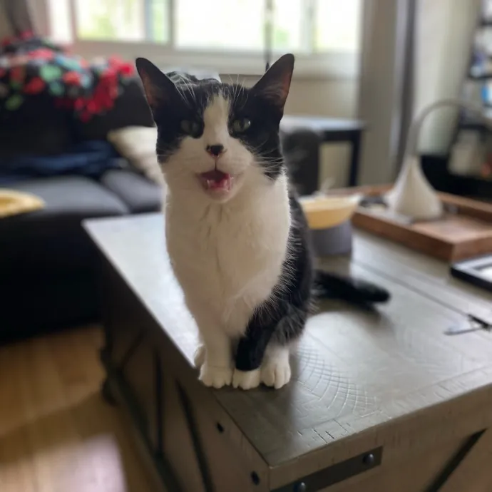 Purrfessional Cat Care - Made To Meet Your Kitty Sitting Needs