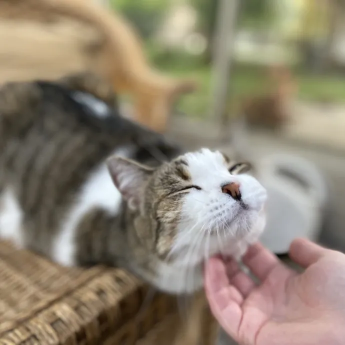 Purrfessional Cat Care - Made To Meet Your Kitty Sitting Needs