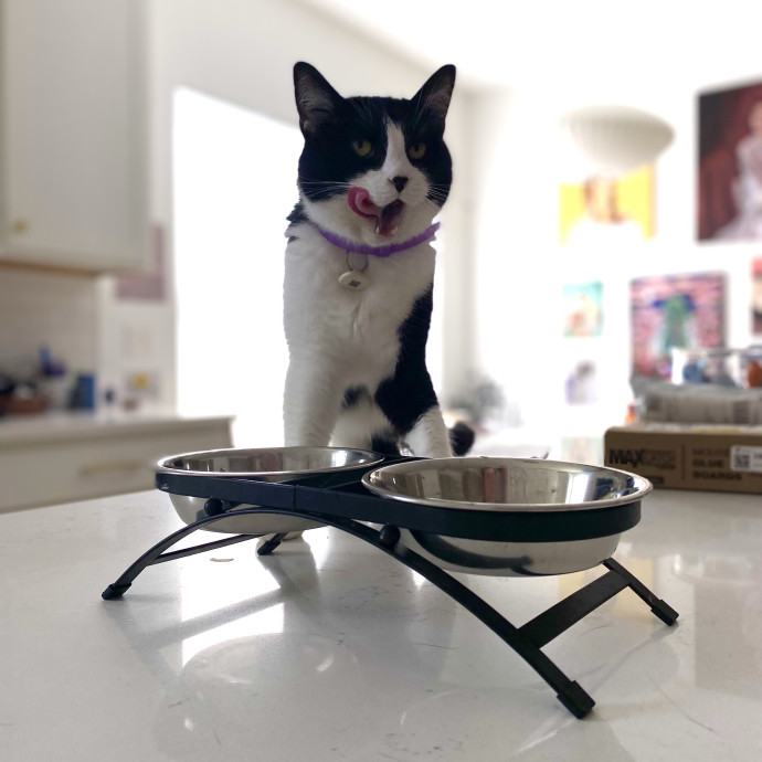 Julie's Purrfessional Cat Care