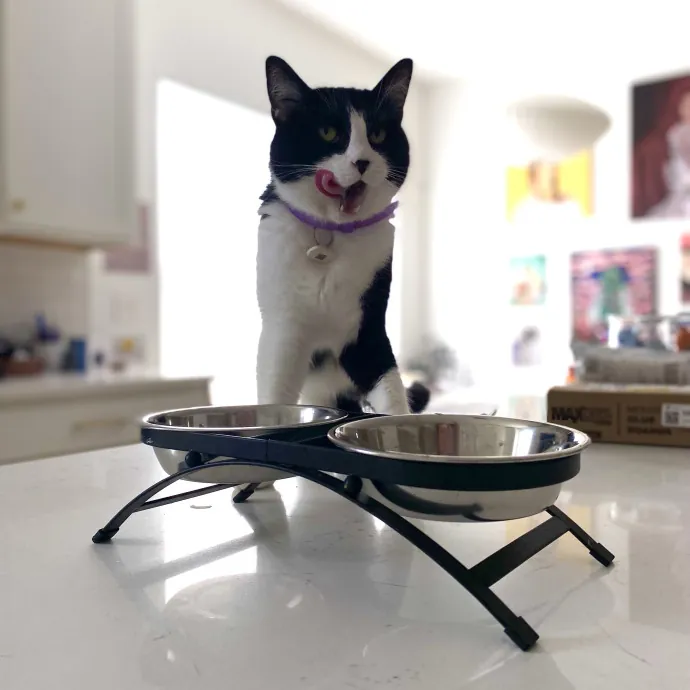 Purrfessional Cat Care - Made To Meet Your Kitty Sitting Needs