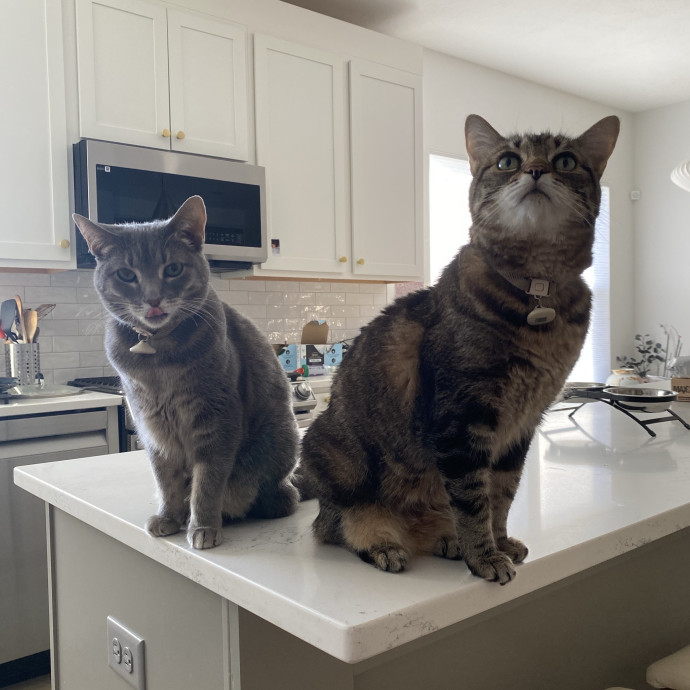 Julie's Purrfessional Cat Care
