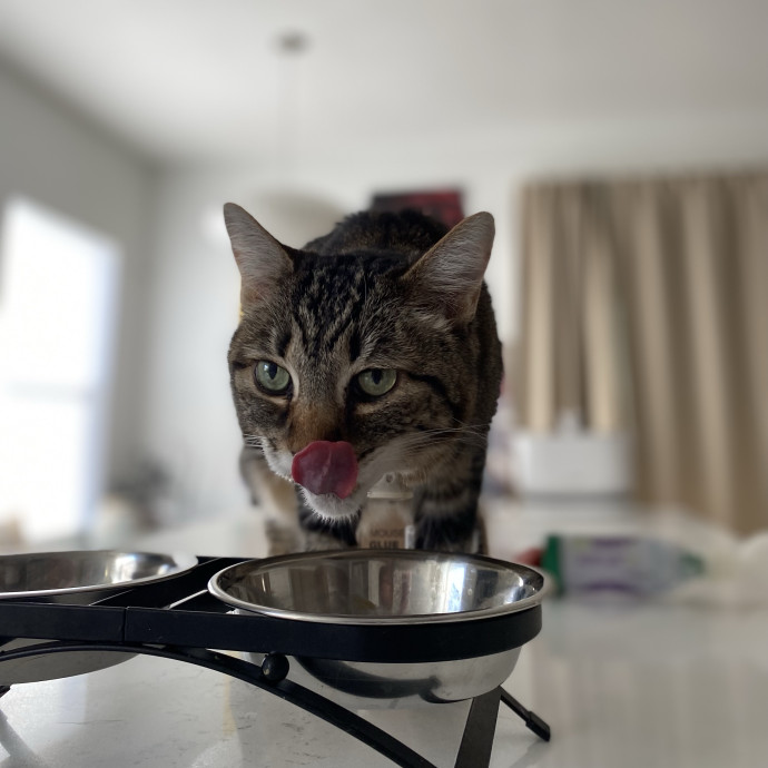 Julie's Purrfessional Cat Care