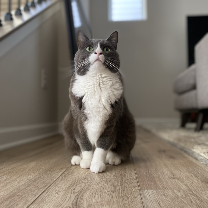 Julie's Purrfessional Cat Care
