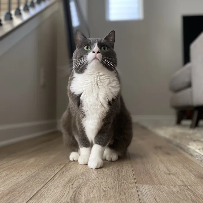 Purrfessional Cat Care - Made To Meet Your Kitty Sitting Needs