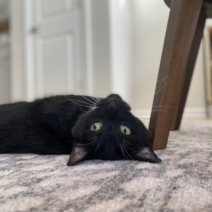Julie's Purrfessional Cat Care