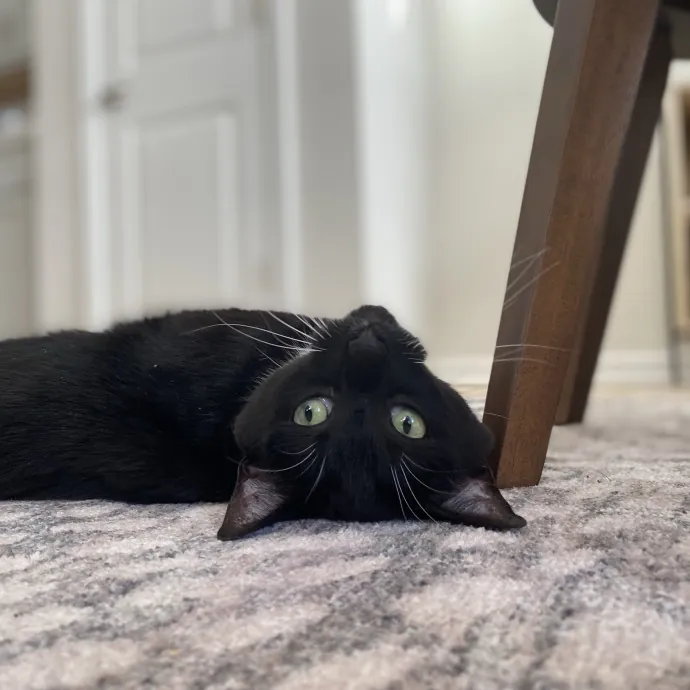 Purrfessional Cat Care - Made To Meet Your Kitty Sitting Needs