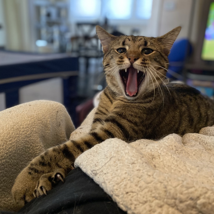 Julie's Purrfessional Cat Care