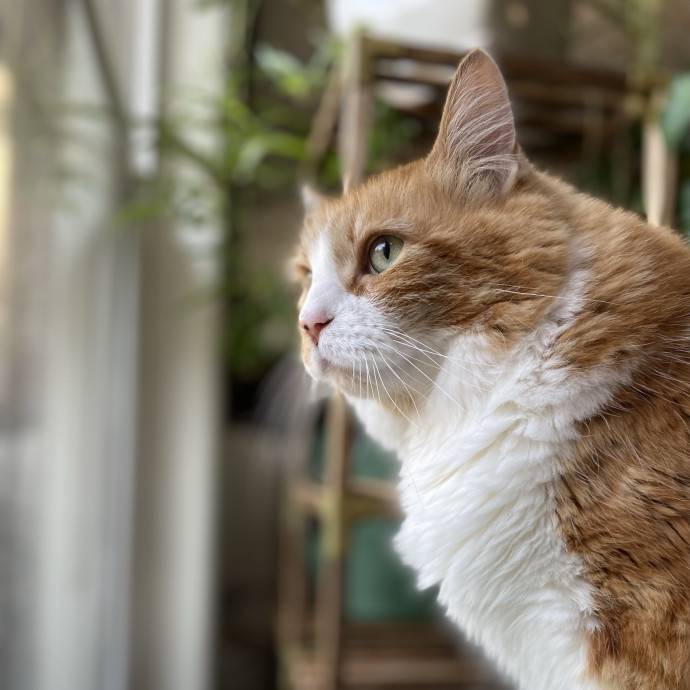 Julie's Purrfessional Cat Care