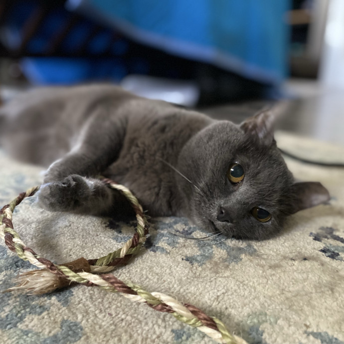 Julie's Purrfessional Cat Care