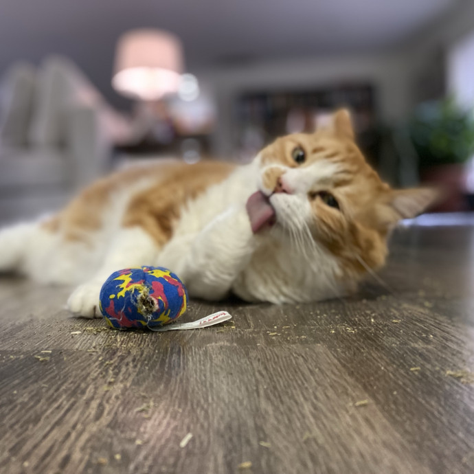 Julie's Purrfessional Cat Care
