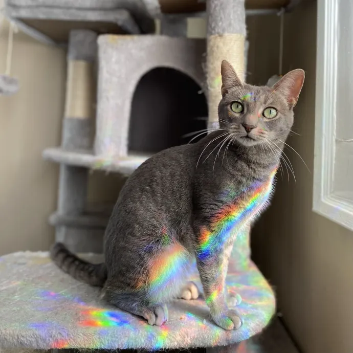 Purrfessional Cat Care - Made To Meet Your Kitty Sitting Needs