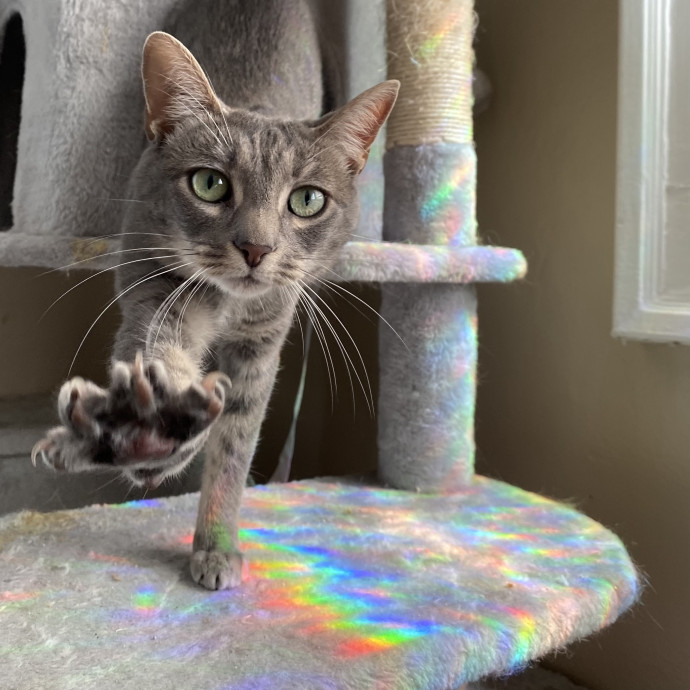 Julie's Purrfessional Cat Care