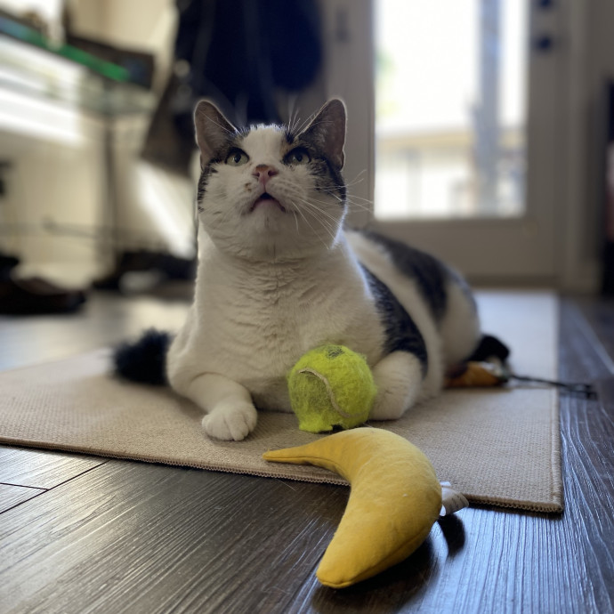 Julie's Purrfessional Cat Care