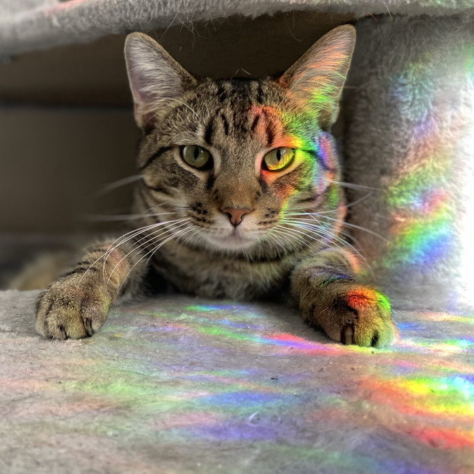 Julie's Purrfessional Cat Care