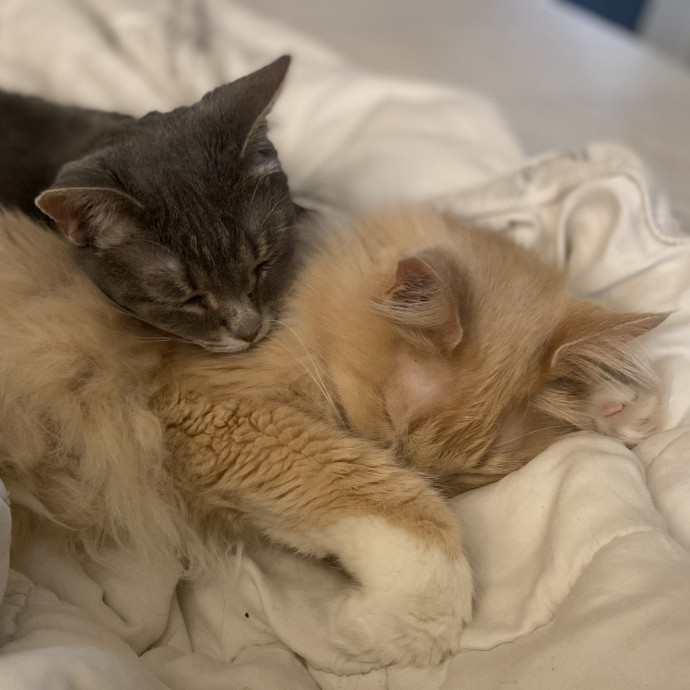 Julie's Purrfessional Cat Care