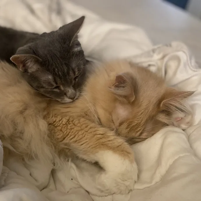 Purrfessional Cat Care - Made To Meet Your Kitty Sitting Needs