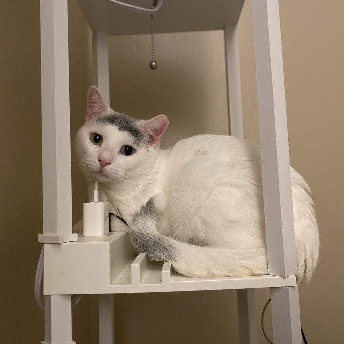 Julie's Purrfessional Cat Care