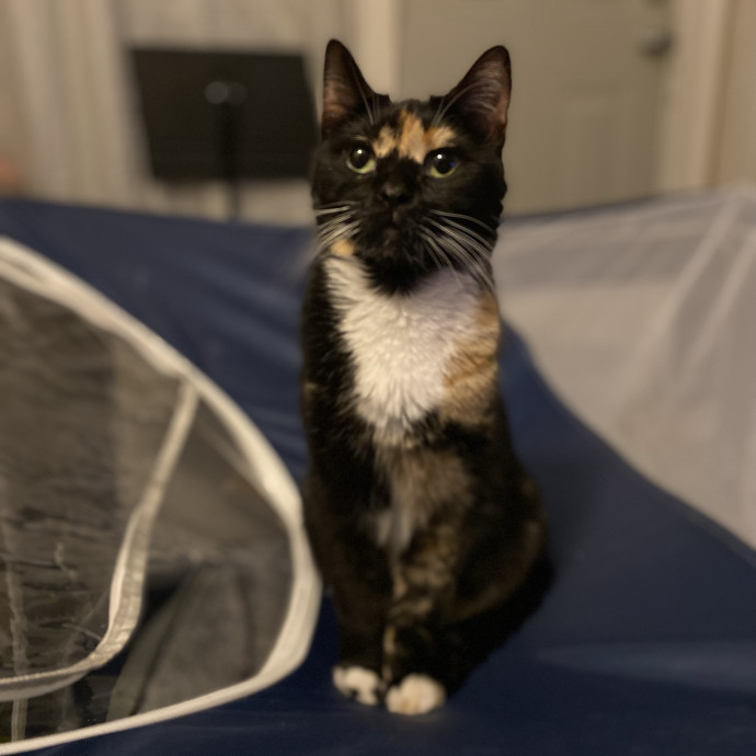 Julie's Purrfessional Cat Care