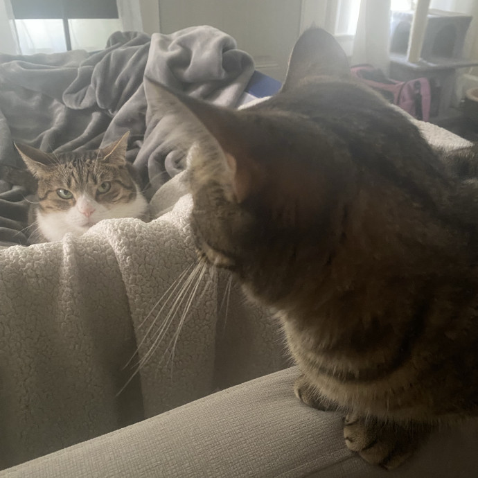 Julie's Purrfessional Cat Care