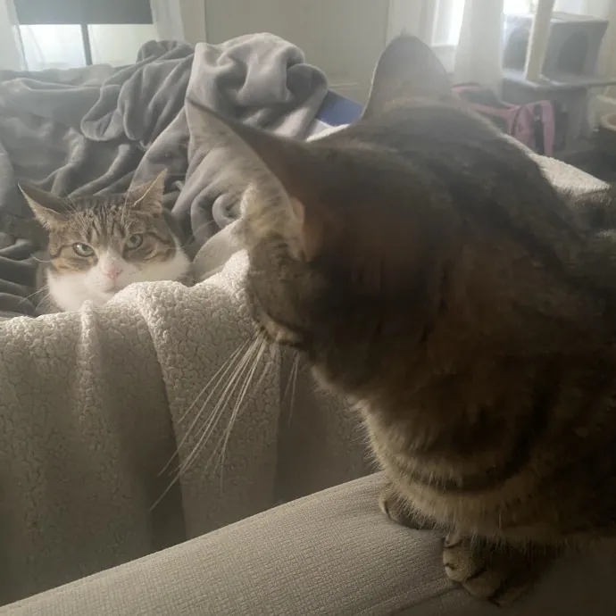 Purrfessional Cat Care - Made To Meet Your Kitty Sitting Needs