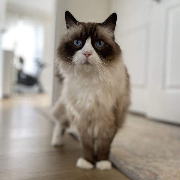 Julie's Purrfessional Cat Care