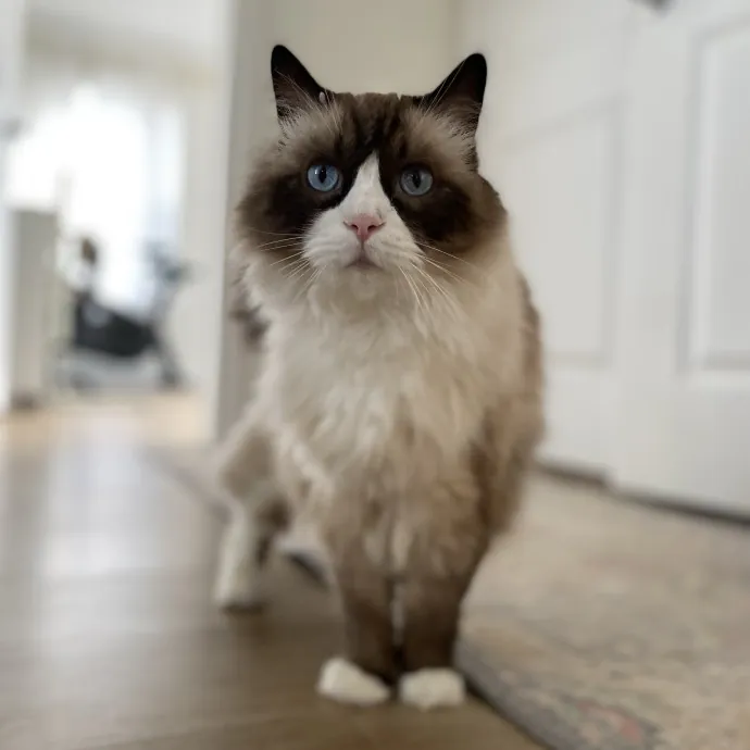 Purrfessional Cat Care - Made To Meet Your Kitty Sitting Needs