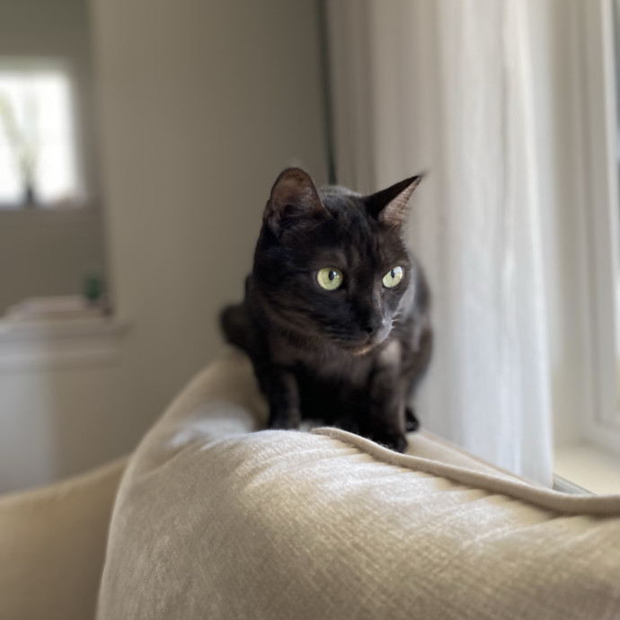 Julie's Purrfessional Cat Care