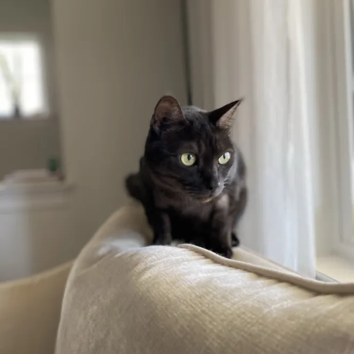 Purrfessional Cat Care - Made To Meet Your Kitty Sitting Needs