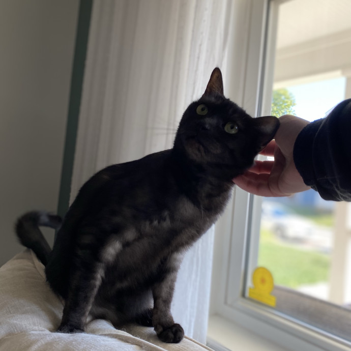 Julie's Purrfessional Cat Care
