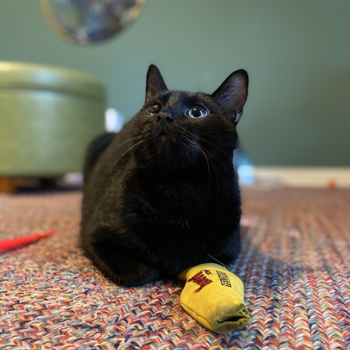 Julie's Purrfessional Cat Care