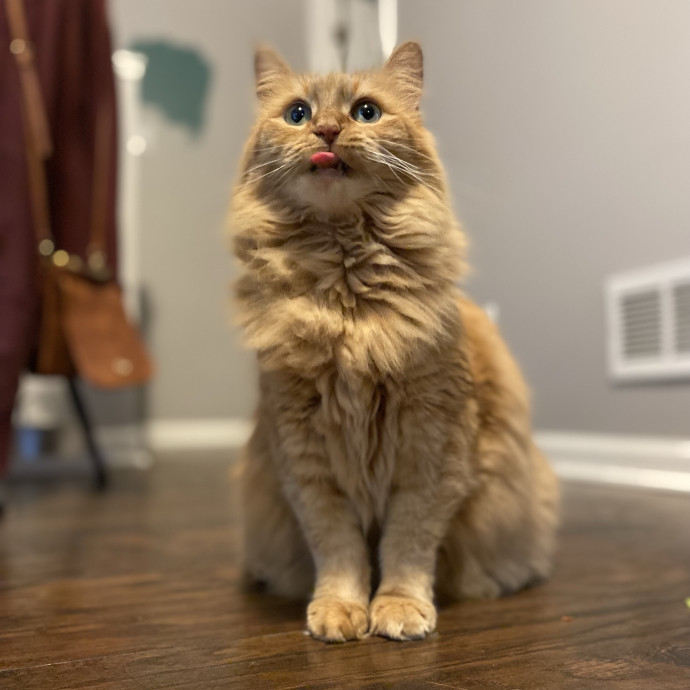 Julie's Purrfessional Cat Care