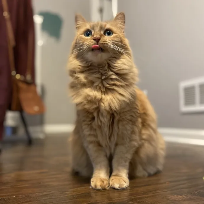 Purrfessional Cat Care - Made To Meet Your Kitty Sitting Needs