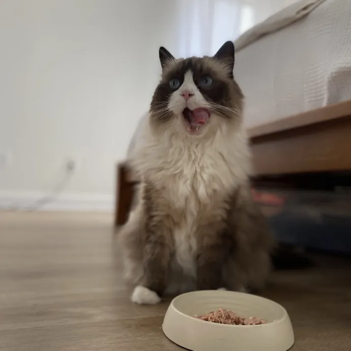 Purrfessional Cat Care - Made To Meet Your Kitty Sitting Needs