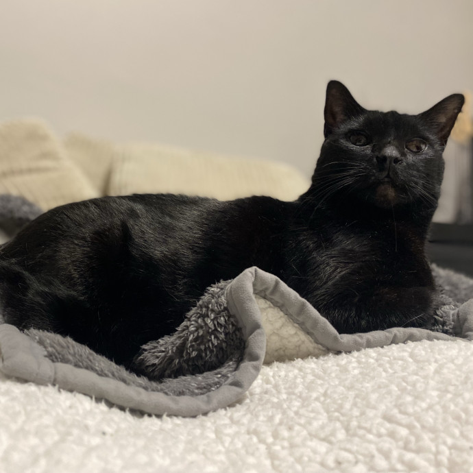 Julie's Purrfessional Cat Care