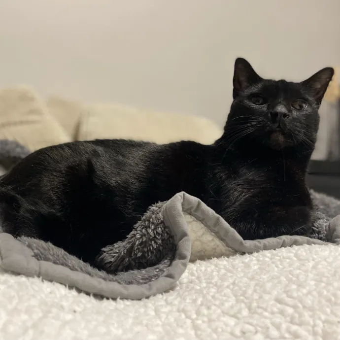 Purrfessional Cat Care - Made To Meet Your Kitty Sitting Needs