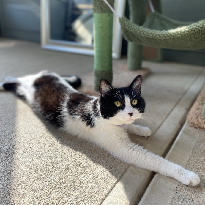 Julie's Purrfessional Cat Care