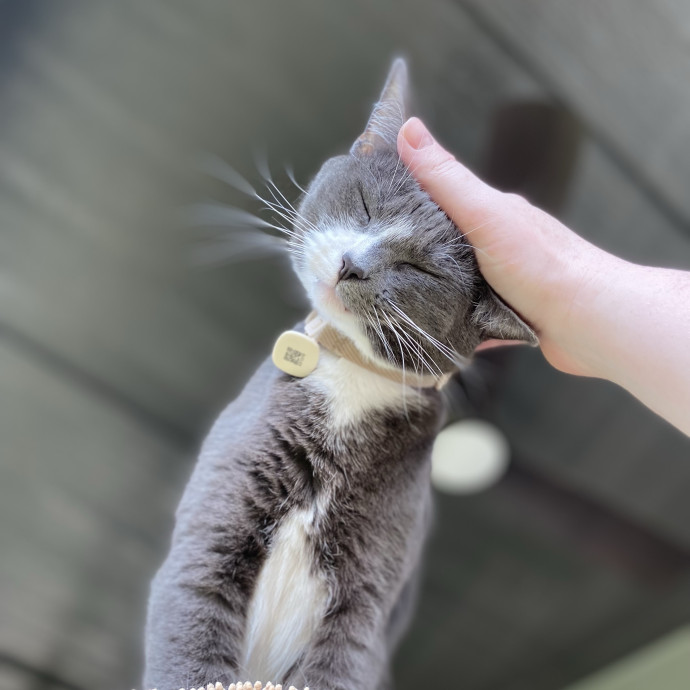 Julie's Purrfessional Cat Care