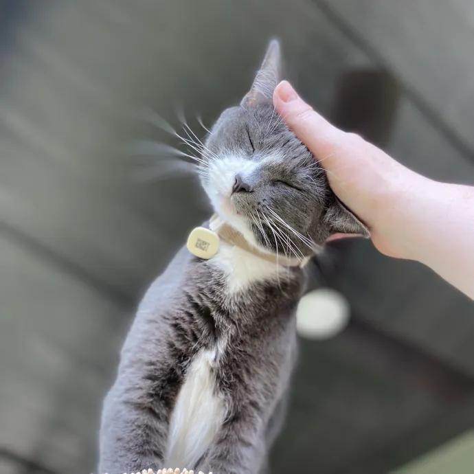 Purrfessional Cat Care - Made To Meet Your Kitty Sitting Needs