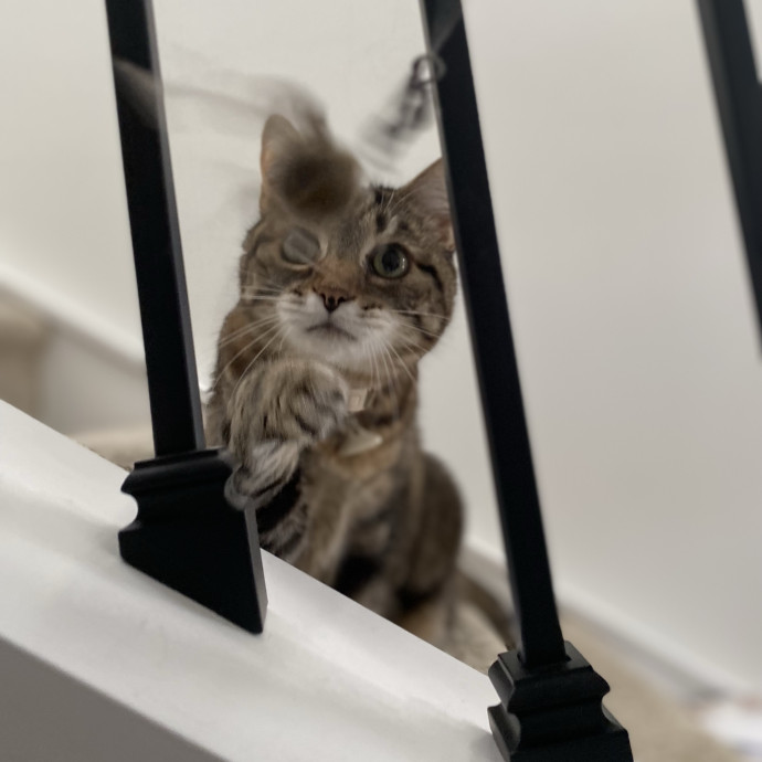 Julie's Purrfessional Cat Care